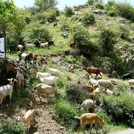 Telecabina Catifas Güéjar Sierra